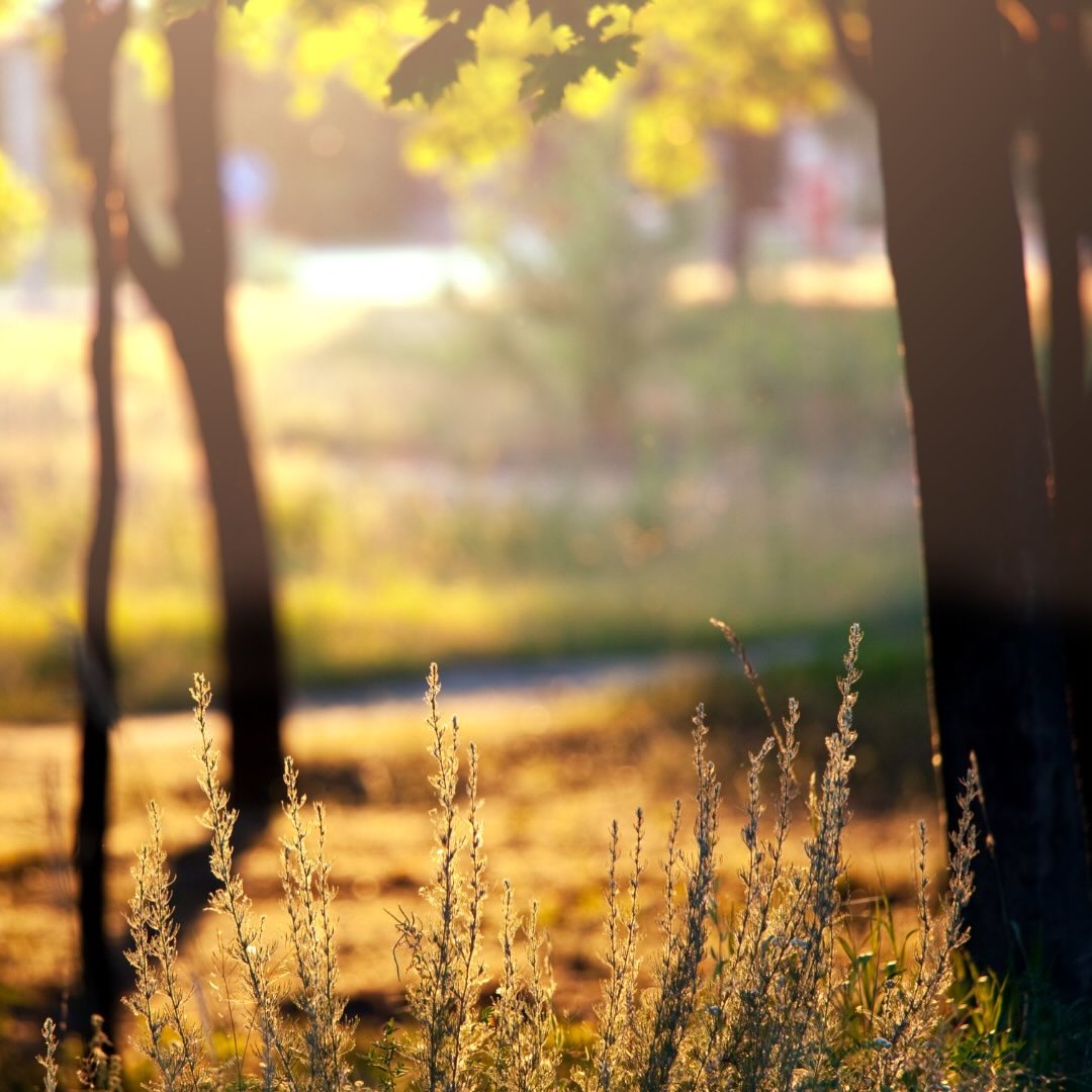  À quel point votre jardin souffre-t-il de la chaleur ? 