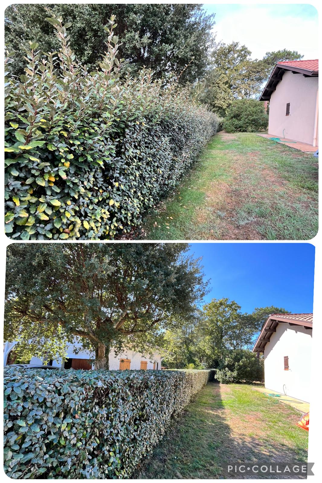 🍂 À l’automne, le jardin ralentit… et nos haies aussi. 🌿